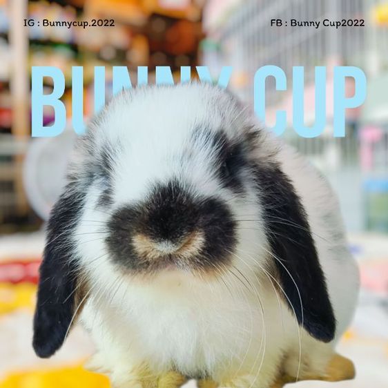 กระต่าย HL รูปที่ 10