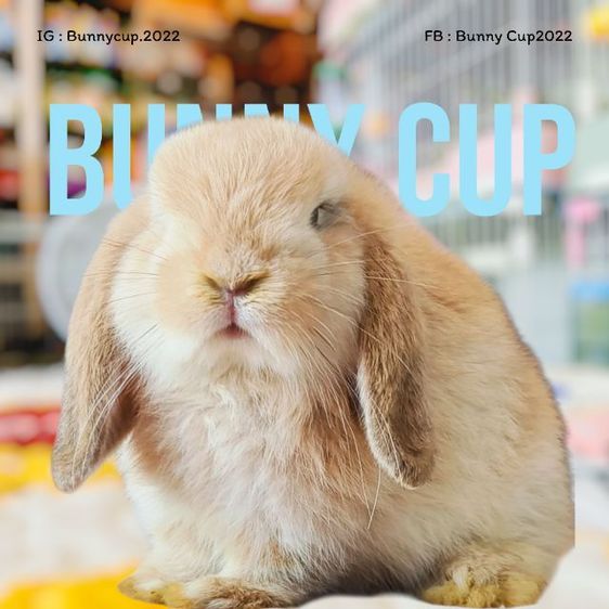 กระต่าย HL รูปที่ 12