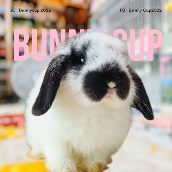 กระต่าย HL รูปที่ 3