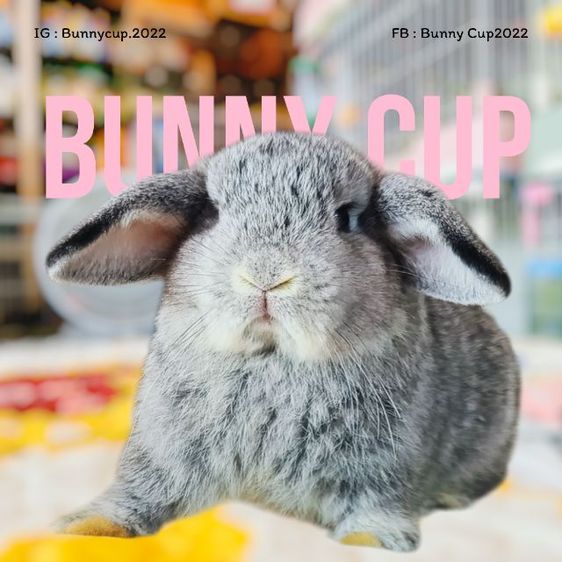 กระต่าย HL รูปที่ 2