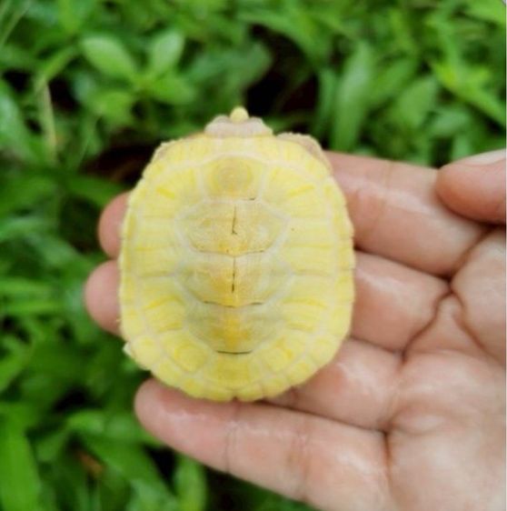 เต่าญี่ปุ่นเผือก 