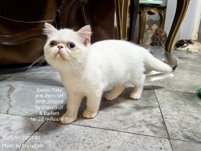 Exotic Cats รูปที่ 13