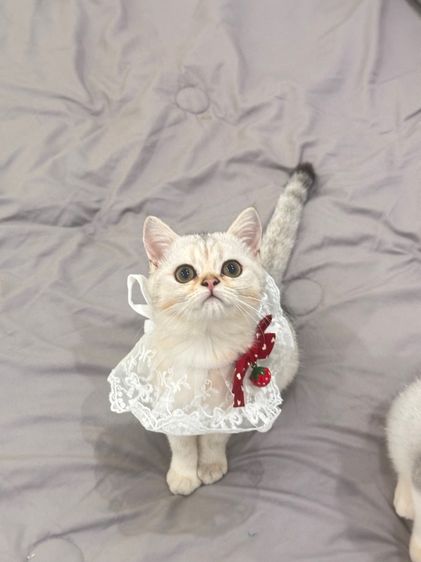 แมวสก็อตติชโฟลด์ รูปที่ 2