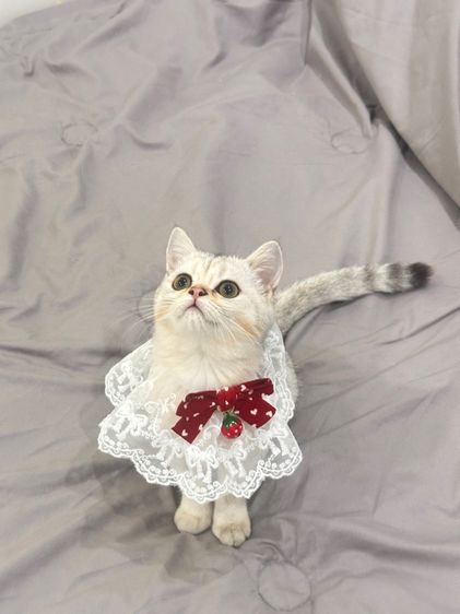 แมวสก็อตติชโฟลด์ รูปที่ 4