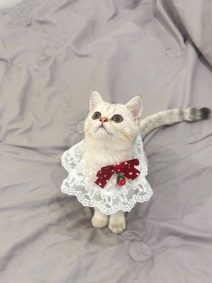 แมวสก็อตติชโฟลด์ รูปที่ 3