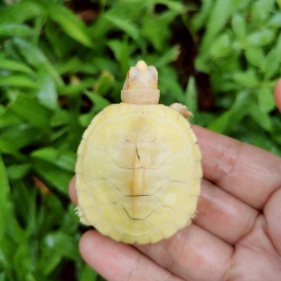 เต่าญี่ปุ่นเผือก