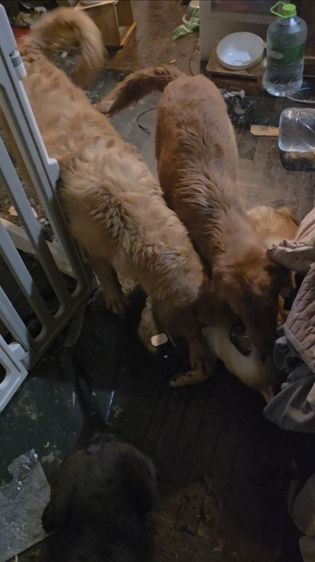 ต้องการขายชิบะ อินุ อายุ 7 เดือน เพศผู้ ต้องตัดใจขายเพราะที่บ้านมีโกลเด้น2ตัว ลาบาดอร์อีกตัว เค้าชอบโดนรุมเวลาแย่งของกัน สงสาร ต่อรองได้ รูปที่ 4