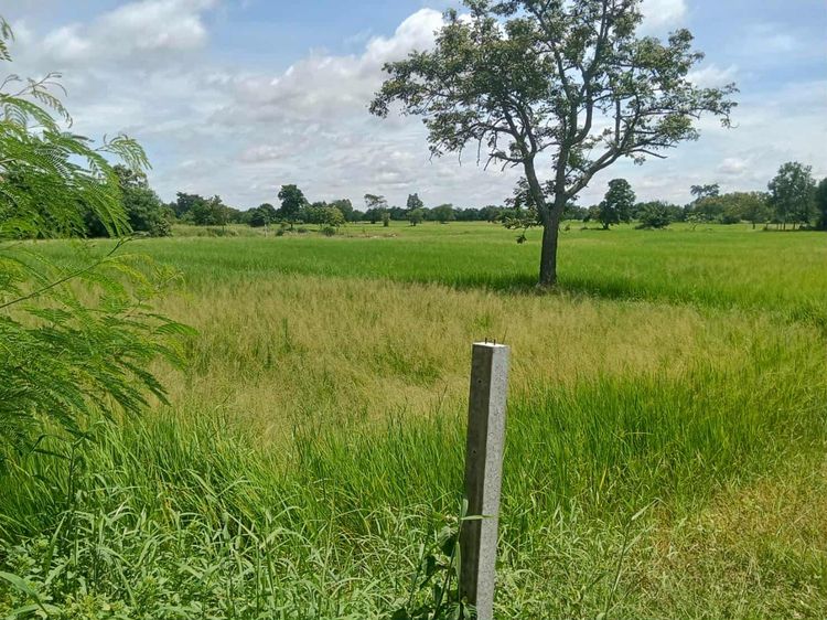 ขายที่ดินโฉนดที่สวย 15 ไร่ 2 งาน 39 ตร.ว ด่านขุนทด นครราชสีมาใกล้ชุมชมน้ำไฟพร้อ รูปที่ 4