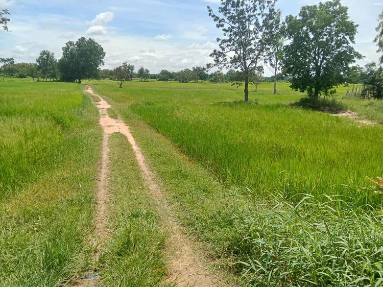 ขายที่ดินโฉนดที่สวย 15 ไร่ 2 งาน 39 ตร.ว ด่านขุนทด นครราชสีมาใกล้ชุมชมน้ำไฟพร้อ