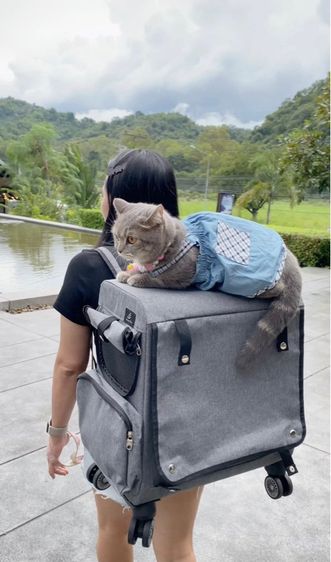 ปล่อยต่อ กระเป๋าแมวล้อลากสะพายได้ รูปที่ 4