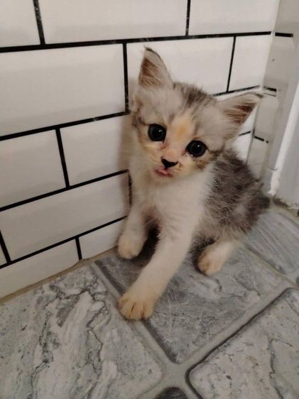 แมวเปอร์เซียผสม รูปที่ 4