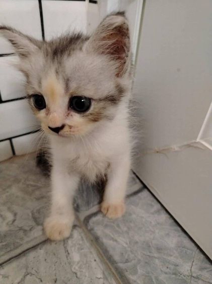 แมวเปอร์เซียผสม รูปที่ 2