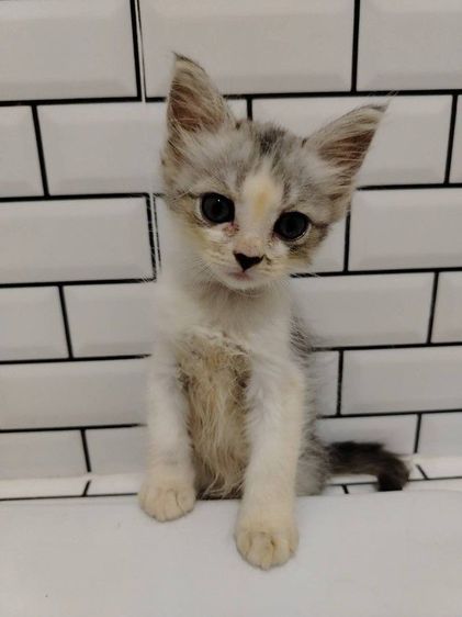 แมวเปอร์เซียผสม รูปที่ 5