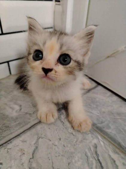 แมวเปอร์เซียผสม รูปที่ 3