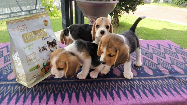 ลูกสุนัขบีเกิ้ล รูปที่ 3