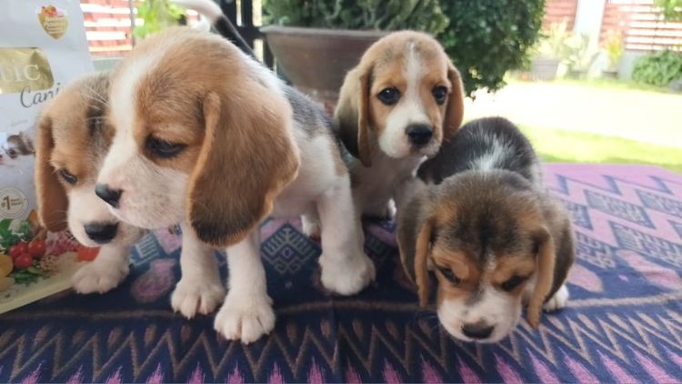 บีเกิล (Beagle) เล็ก ลูกสุนัขบีเกิ้ล