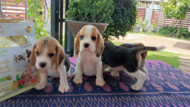 ลูกสุนัขบีเกิ้ล รูปที่ 2