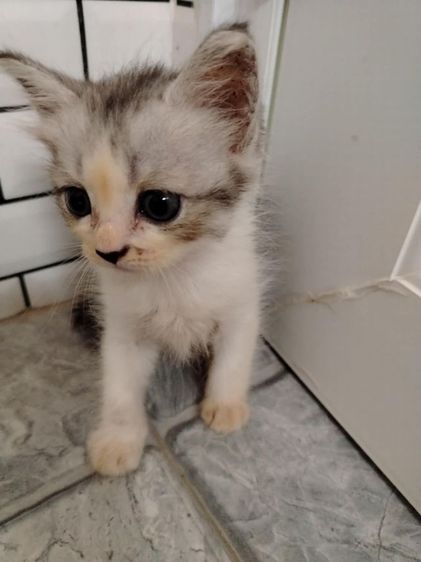 เปอร์เซียผสมไทย รูปที่ 6