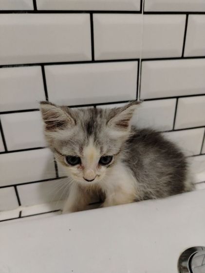 เปอร์เซียผสมไทย รูปที่ 7