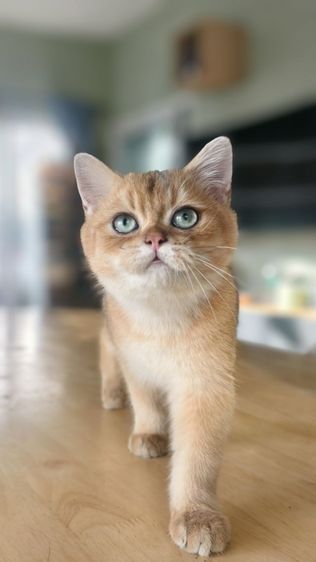 บริติชเด็กชาย  รูปที่ 11