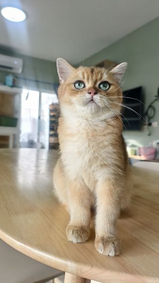 บริติชเด็กชาย  รูปที่ 13