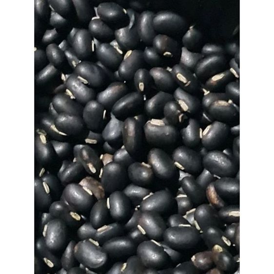 หมามุ่ยอินเดียแท้ๆ