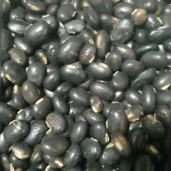 หมามุ่ยอินเดียแท้ๆ รูปที่ 2