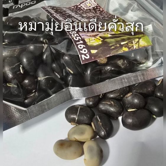 หมามุ่ยอินเดียแท้ๆ รูปที่ 12