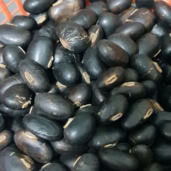 หมามุ่ยอินเดียแท้ๆ รูปที่ 11