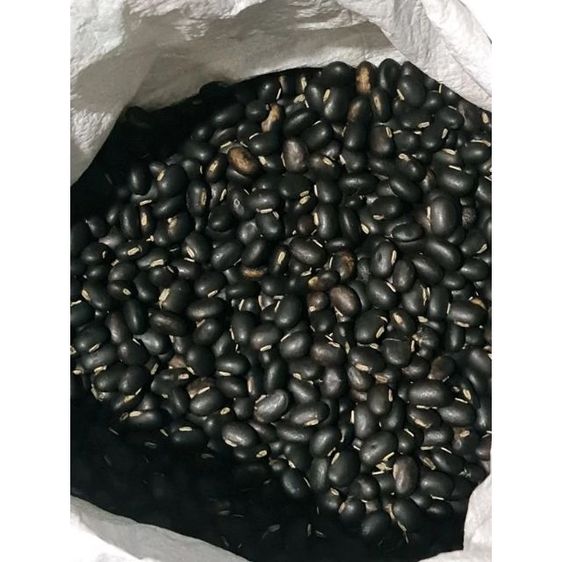 หมามุ่ยอินเดียแท้ๆ รูปที่ 7