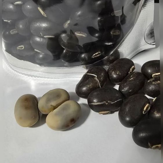 หมามุ่ยอินเดียแท้ๆ รูปที่ 5