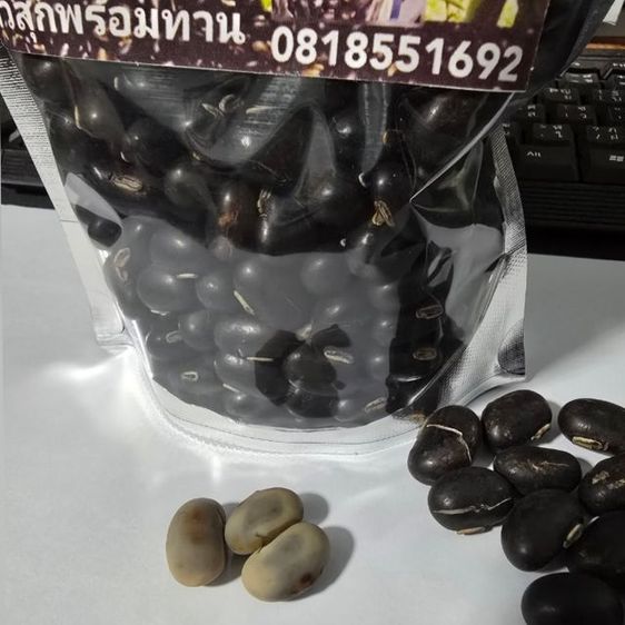 หมามุ่ยอินเดียแท้ๆ รูปที่ 8