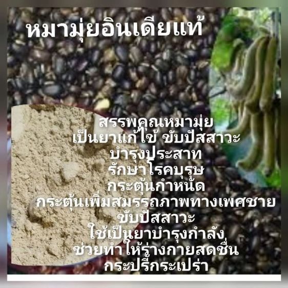 หมามุ่ยอินเดียแท้ๆ รูปที่ 6