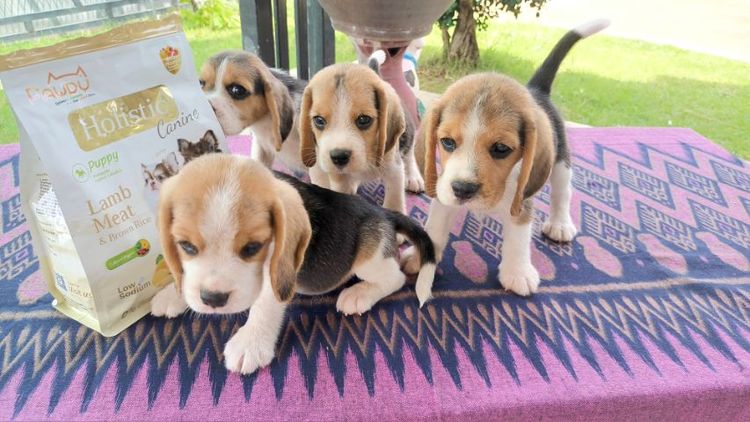 ลูกสุนัขบีเกิ้ล รูปที่ 4