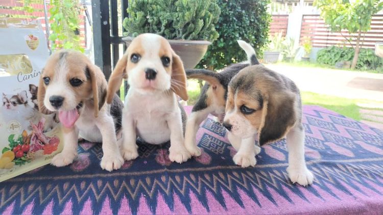 ลูกสุนัขบีเกิ้ล รูปที่ 6