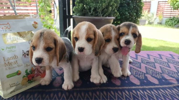 ลูกสุนัขบีเกิ้ล รูปที่ 5