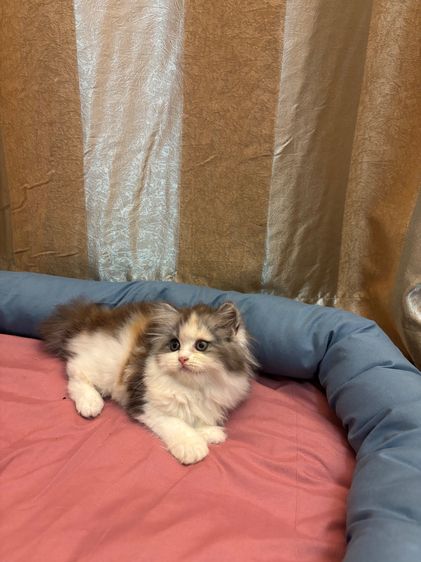 เเมว รูปที่ 8