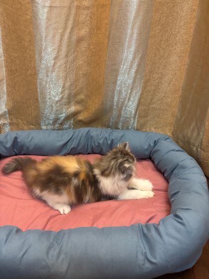 เเมว รูปที่ 3