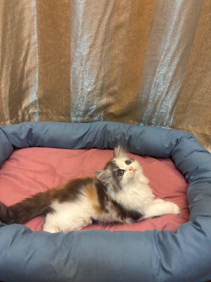 เเมว รูปที่ 2