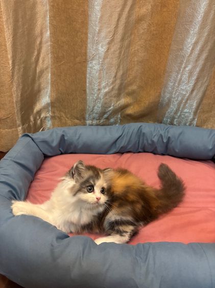 เเมว รูปที่ 6