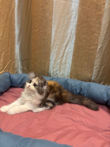 เเมว รูปที่ 9