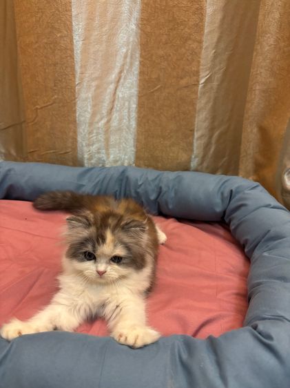 เเมว รูปที่ 10