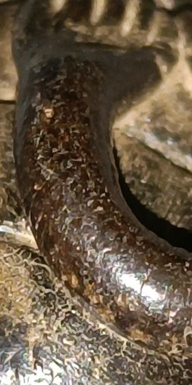 พระปิดตาหลวงพ่อแก้ว  รูปที่ 13