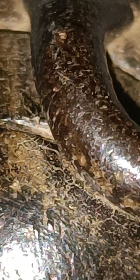 พระปิดตาหลวงพ่อแก้ว  รูปที่ 11