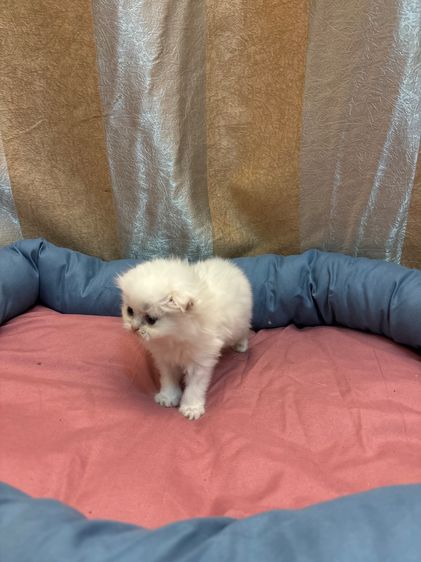 เเมว รูปที่ 10