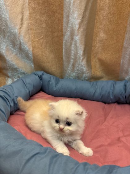 เเมว รูปที่ 4