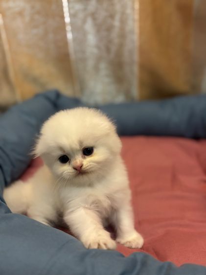 เเมว รูปที่ 9