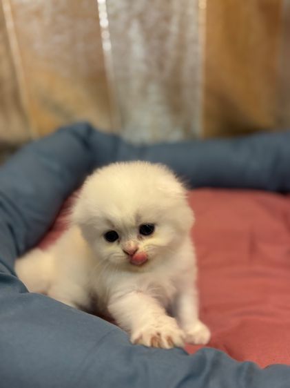 เเมว รูปที่ 12