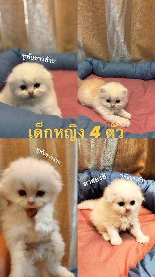 สก็อตติช โฟลด์ (Scottish Fold) เเมว