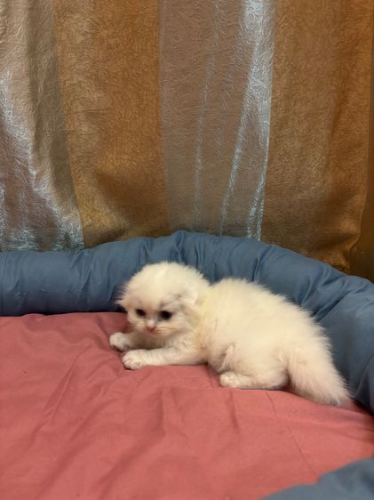 เเมว รูปที่ 14